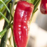 Aji Chileno