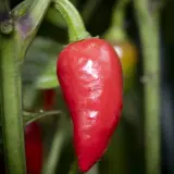 Aji Picante