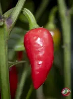 Aji Picante