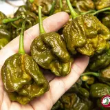 Chili Vault: Big Mustard Mama - 10g Chili Flakes