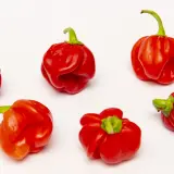 Scotch Bonnet Safi