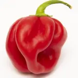 Scotch Bonnet Safi