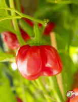 Scotch Bonnet Safi