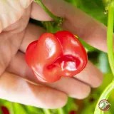 Scotch Bonnet Safi