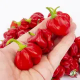 Scotch Bonnet Safi