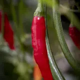 Aji Piura