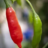 Aji Piura