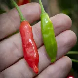 Aji Piura