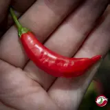 Aji Piura