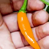 Bulgarian Carrot