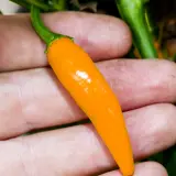 Bulgarian Carrot