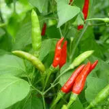 Fatalii’s Hundred Wonders