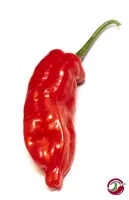 Aji Norteno