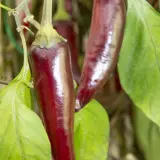 Fatalii's Beginner Chili Pack - Medium (6 + 1 varieties)