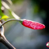 Wild Purple Guatemala