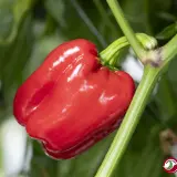 Fatalii's Beginner Chili Pack - Medium (6 + 1 varieties)