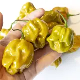 Habanero, Mustard