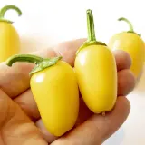 Chili Vault: SMOKED Jalapeño Master Blend - 10g Chili Flakes