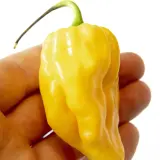 Chili Vault: SMOKED Madame Jeanette - 10g Chili Flakes