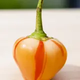 Chili Vault: SMOKED Peppapeach Stripey - 10g Chili Flakes
