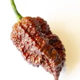 Chili Vault: T-Rex Chocolate - 10g Chili Flakes