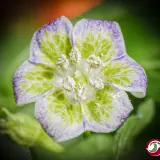 Flor Morado Stripey F4