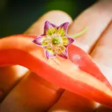 Chili Vault: Flor Morado Stripey - 10g Chili Flakes