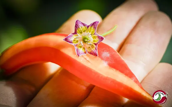 Flor Morado Stripey F4