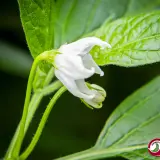 Rocoto, Sukanya White Flower