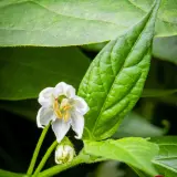 Rocoto, Sukanya White Flower