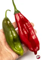 Aji Chicotillo