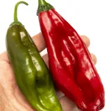 Chili Vault: SMOKED Aji Chicotillo - 10g Chili Flakes