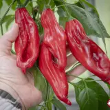 Aji Chicotillo