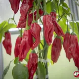 Aji Chicotillo