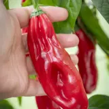 Aji Chicotillo