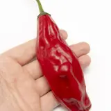 Aji Chicotillo