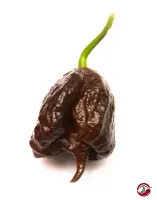 Carolina Reaper, Chocolate