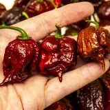 Carolina Reaper, Chocolate