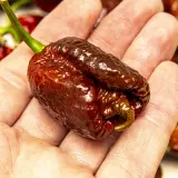 Carolina Reaper, Chocolate