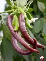 Cayenne Chocolate