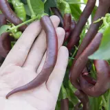 Cayenne Chocolate