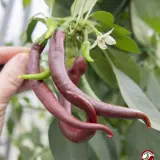 Cayenne Chocolate