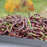 Cayenne Chocolate