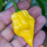 Habanero, Hot Lemon