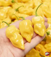 Habanero, Hot Lemon