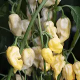 Habanero, Hot Lemon