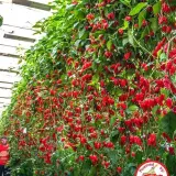 Naga Morich