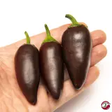 Jalapeno, Azabache