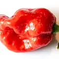 Moruga Sweet