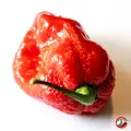 Moruga Sweet